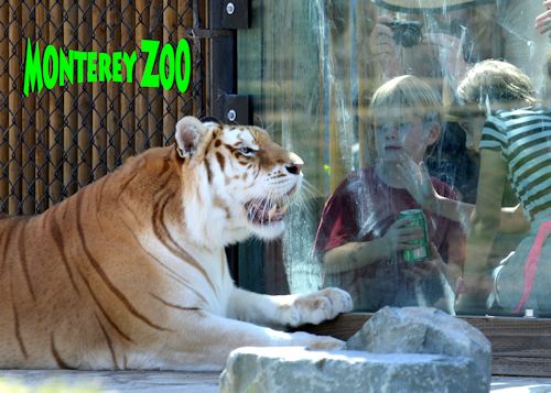 Monterey Zoo visitorsw-tiger