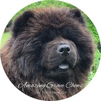 Amazing Grace Chows