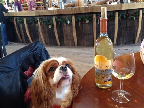 Gallery Image 10458881_10202473054328644_1394498471443945737_n.jpg