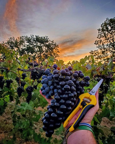 Gallery Image 2019_chamb.jpg