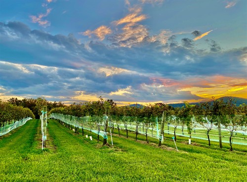 Gallery Image vinesunset.jpg