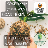 Creating Kokedama @ Midwest Coast Brewing