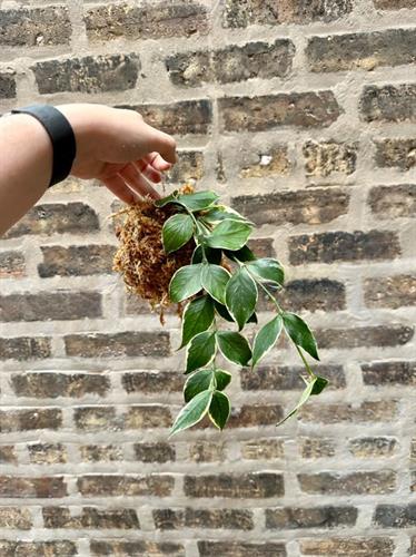 A kokedama, or moss ball planter, that we create in our Kokedama Workshop