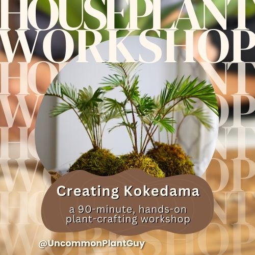 Creating Kokedama -- a 90-minute, hands-on, plant-crafting workshop