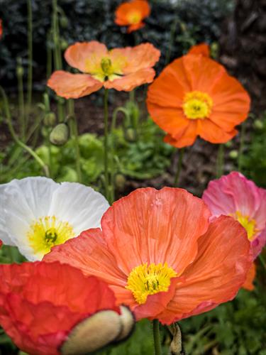 Gallery Image Orange_Pink_Flowers_Photo_1.jpg