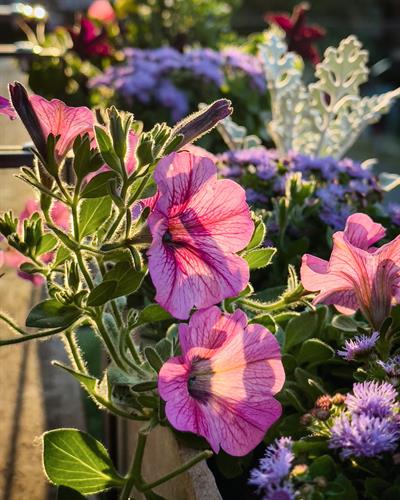 Gallery Image Pink_Flower_Photo.jpg