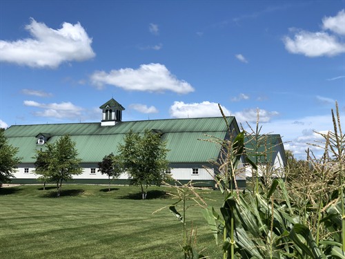 A dairy barn converted to our original rick house among the corn fields.