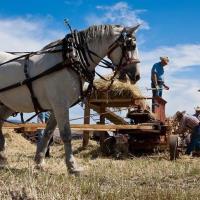 Farm Show at Oak Tree Ranch with Hedge Rose Farm