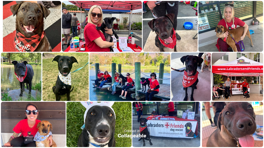 Labradors and Friends Dog Rescue