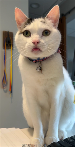 Winter - Yolinda Mascot