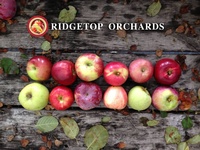 Ridgetop Orchards LLC