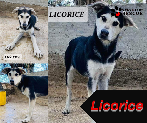 Gallery Image Licorice.png