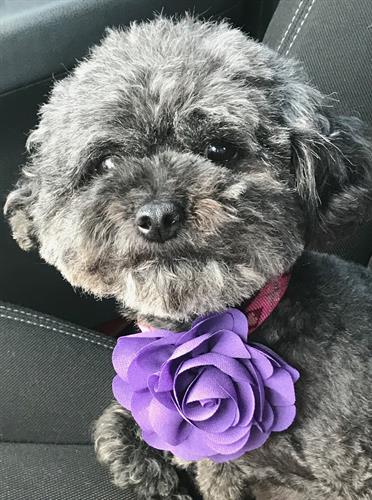 Sadie gets groomed at The Pawfectionist!