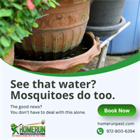 Why Mosquitoes Are More Than Just a Nuisance in Greenville, Texas