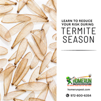 Termite Season in Greenville, Texas: What Homeowners Need to Know Right Now
