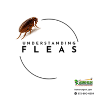 Think You Only Have a Few Fleas? Think Again.