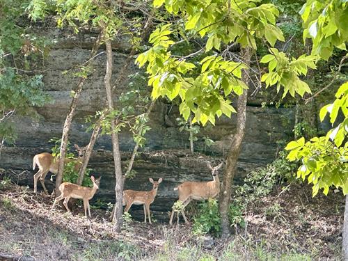 Henry Hollow Bluff View and Wildlife
