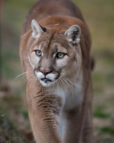 Nala (cougar) enjoying her habitat at Turpentine Creek Wildlife Refuge in Eureka Springs, Arkansas.
