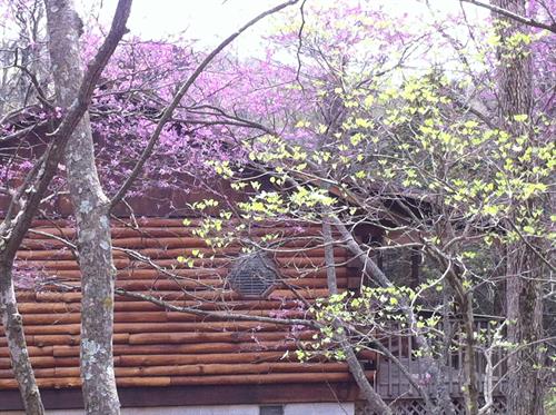 Spring time at  Woodland Violets