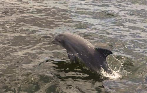Dolphin swimming beside the Island Vibes