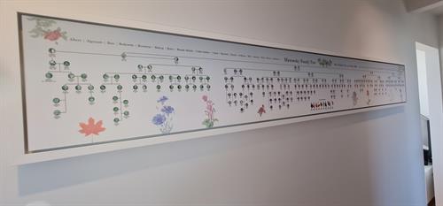 Family tree - printed, framed and installed for Wellington based client