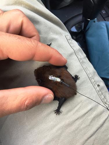 Putting a transmitter on a long-tailed bat for roost surveys