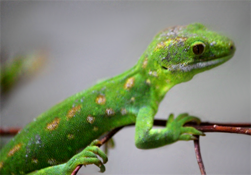 The native green tree gecko