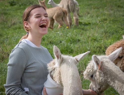 Girl feeding alpacas