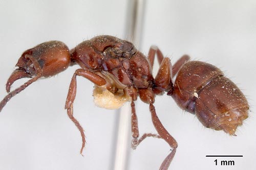 Torotoro ant