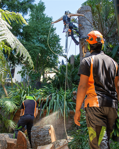 Team working on-site, removing a tree. 