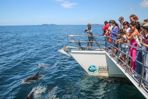 Gallery Image 442396-auckland-whale-dolphin-safari-common-dolphins.jpg