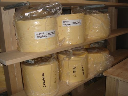 Hard cheese maturing room