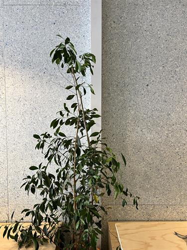 Exposed White - Internal wall lining