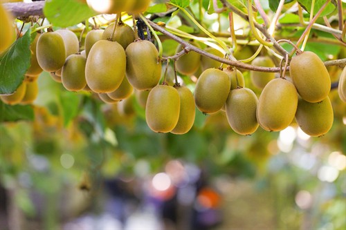 Gallery Image Kiwifruit.jpg