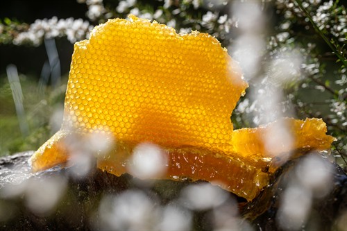 Honey - New Zealand Trade and Enterprise