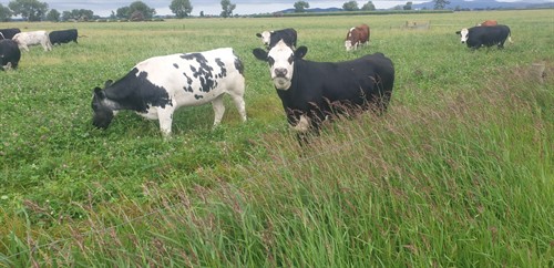 Gallery Image Copy_of_Paul_New_Crop2.jpeg