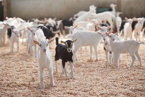 Gallery Image G-G_290.jpg