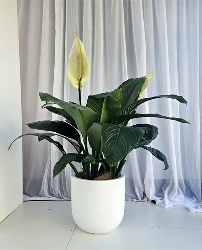 Greenery in pot