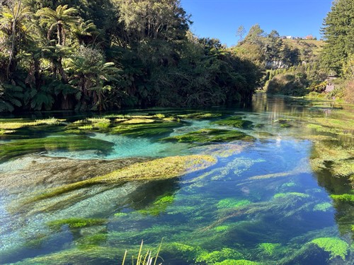 Pure New Zealand magic. Te Waihou (The Blue Spring) supplies some of the purest water in the world—and those vibrant, crystal-clear blues speak for themselves. It’s one of our absolute favorite local gems to include on a bespoke Waikato itinerary.  ?? Te Waihou / Blue Spring, Waikato, NZ  #BlueSpring #TeWaihou #WaikatoNZ #GreatNorthTours #NewZealandNature #HiddenGemsNZ #PrivateNZTours