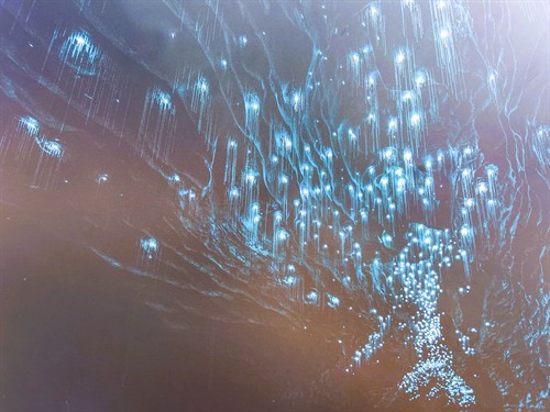 Beneath the Waikato lies a galaxy of its own. Gliding silently through the underground starry skies of the Waitomo Glowworm Caves is an experience you’ll never forget. A true bucket-list highlight right in our back yard!  Ask us about adding Waitomo to your custom day trip or multi-day North Island itinerary. ?????  #WaitomoCaves #Glowworms #WaikatoTourism #GreatNorthTours #NZTravel #WonderlandNZ #PrivateTours
