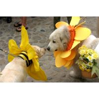 47th Nantucket Daffodil Festival Dog Parade with NiSHA