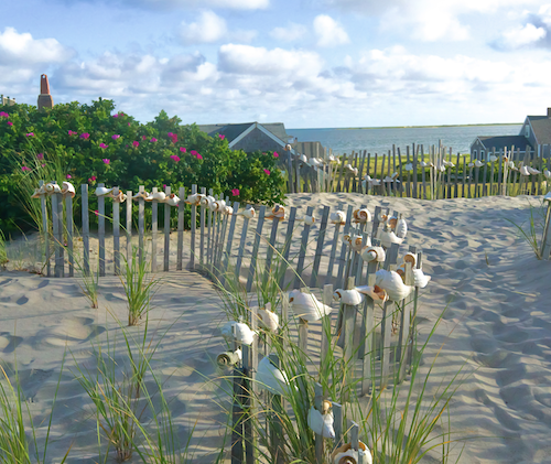 Summer Roses & Nantucket Shell Fence