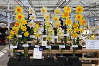 50th Annual Nantucket Garden Club Community Daffodil Flower Show