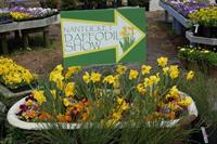 46th Annual Nantucket Community Daffodil Flower Show 