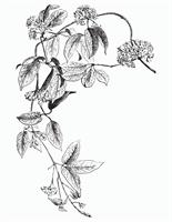 Close Looking: An Introduction to Scientific Illustration