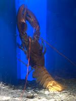 Night at the Aquarium