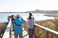 Nantucket Bird Walk