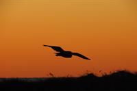 H'Owl Watch: Halloween Owl Watch