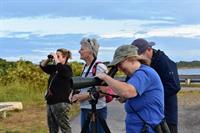 Birding 101: An exploration of the unique avian life of Nantucket