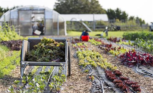 Gallery Image Nantucket-Grown-food-festival-6-e1538680349478(1).jpg